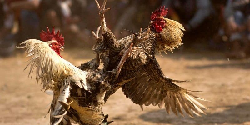 Cách tham gia và đặt cược Đá gà Manclub