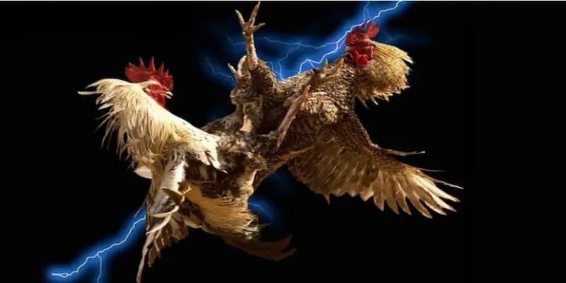 Chiến thuật hiệu quả khi chơi Đá gà Manclub